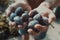 Manâ€™s hands filed with ecological mature Hungarian plum