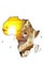 Map of Africa with lioness and sundown