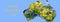 Map of Australia with flowering golden wattle tree social media banner.