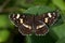 The map butterfly, Araschnia levana