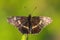 Map Butterfly - Araschnia levana