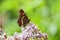 Map Butterfly - Araschnia levana