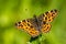 The map butterfly (araschnia levana)