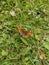 Map Butterfly, Araschnia levana (Czech Republic, EU)