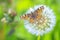 The Map butterfly, Araschnia levana, Springtime brood