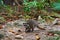 Mapache wild raccoon in Riviera Maya