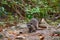 Mapache wild raccoon in Riviera Maya