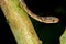 Mapepire Corde Violon, Blunthead Tree Snake, Imantodes cenchoa, Tropical Rainforest, Corcovado National Park