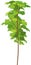 Maple Acer platanoides tree with green crown