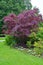 Maple acutifoliate Crimson King Acer platanoides Crimson King, adult plant