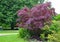 Maple acutifoliate Crimson King Acer platanoides Crimson King in the park