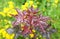 Maple acutifoliate Crimson King (Acer platanoides Crimson King), young plant