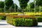 Maple alley Acer platanoides Globosum with trimmed cherry laurel bushes,  photinia and yellow-leaved Physocarpus opulifolius