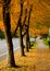 Maple alley in Seattle suburb during late Indian Summer