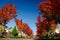 Maple alley in Seattle suburb during late Indian Summer - 4