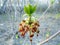 maple ash; (Acer negundo) blooms