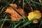 Maple and aspen yeallow leaves in green grass