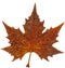 Maple autumn leaf