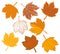 Maple autumn multicolored leaves silhouette collection