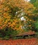 Maple in Autumn in Quinault Park