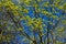 Maple blooms in May. Blue bright sky, wallpaper or design