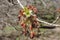 A Maple Blossoms closeup in Toronto