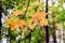 Maple branch in autumn forest.