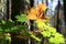 Maple branch in autumn forest.