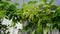 Maple branch with green leaves and young seeds. Spring or summer bright sunny day