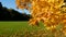 Maple branch with orange-yellow leaves sways in the wind on a sunny autumn day