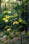 Maple branch in September forest, nature beautiful background