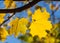 A maple branch with two bright gold and yellow carved leaves with a fly on a blurred background