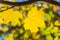 A maple branch with two gold and yellow carved leaves on a blurred background in autumn