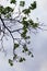 Maple branches with leaves on the background of the evening sky