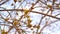 Maple Buds on a tree branch