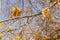 Maple buds. Trees bloom in spring. Young maple.