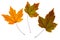 Maple colorful bright leaves on a white isolated background