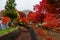 maple corridor at autumn in Kawaguchiko