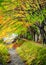 Maple corridor, Kawaguchiko lake, Japan