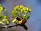 Maple flowers blossom in spring.