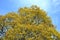 Maple flowers detail crown against a blue sky Acer platanoides