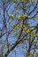 Maple flowers on still bare tree branches bloom in early spring