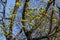 Maple flowers on still bare tree branches bloom in early spring