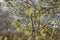 Maple flowers are striking in their unusual