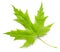 Maple green leaf