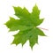 Maple green leaf with water drops