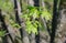 Maple green leaves on a delicate twig, warm spring day