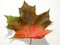 Maple leaf