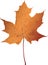 Maple leaf