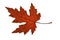 Maple Leaf